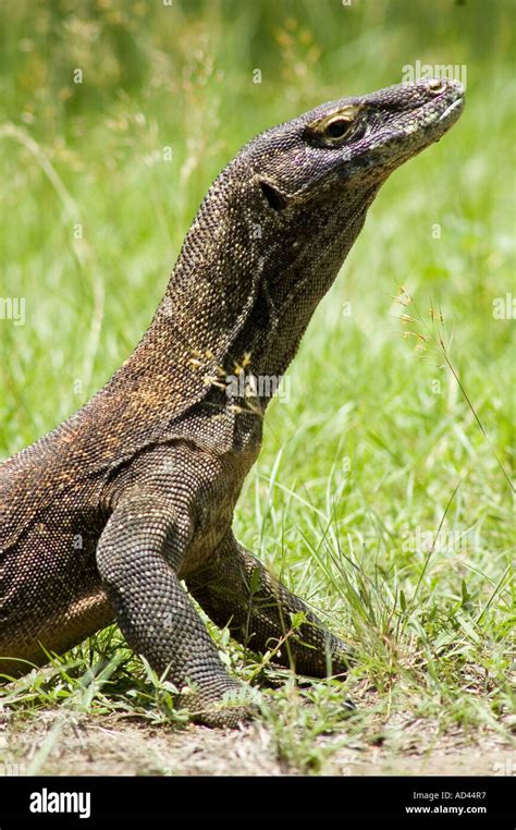 Komodo dragon, National park Stock Photo - Alamy