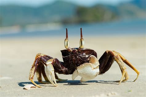 Why Are They Called Ghost Crabs How Big Do They Get