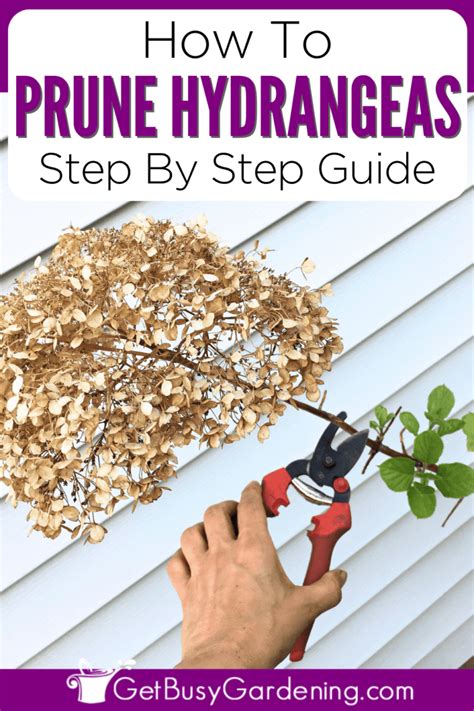 Pruning Hydrangeas: Complete Step-By-Step Guide - Get Busy Gardening