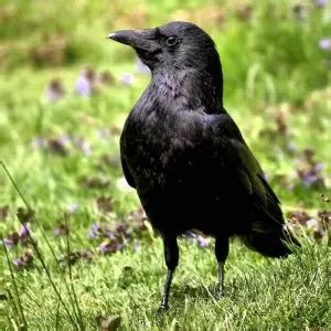 Carrion Crow - Facts, Diet, Habitat & Pictures on Animalia.bio