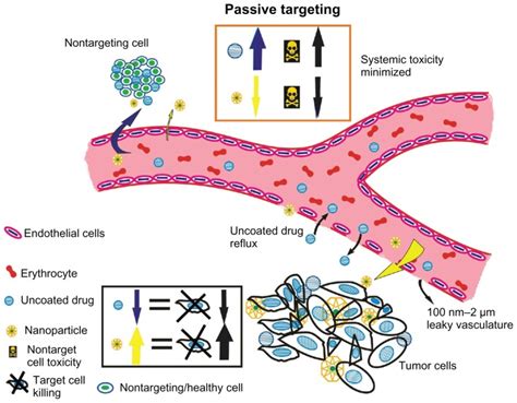 Passive Targeting Of Nanoparticles To Tumor Cells According To Tumor