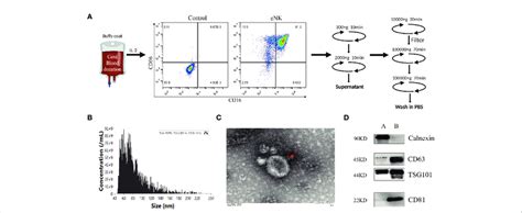 Preparation And Characterization Of ENK EXO A Work Flow Of ENK EXO