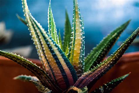 How To Grow And Care For Zebra Haworthia Gardeners Path