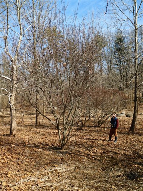 Cutting Pussy Willows At The Farm The Martha Stewart Blog