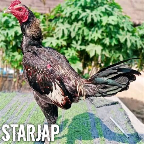 Jual Ayam Bangkok Super Aduan Asli Telur Fertil Mangon Bulbi Shopee