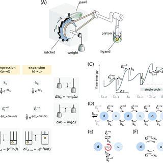 Ratchet and pawl mechanism coupled to the piston. (A) Schematic ...