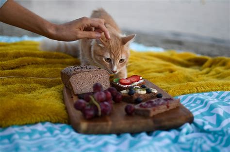 Gato Pode Comer Morango Descubra Blog Da Cobasi