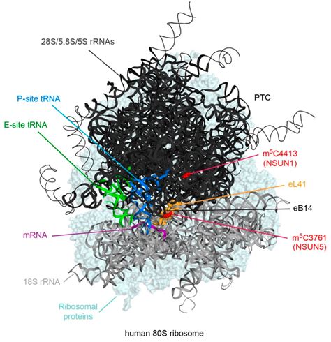 Genes Free Full Text Eukaryotic Methylcytosine M C Rna