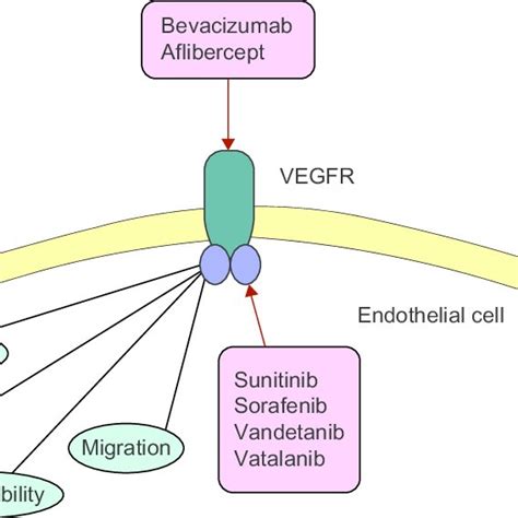 Role Of Vegfr Vascular Endothelial Growth Factor Receptor In