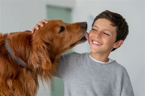 Por que o cachorro lambe as pessoas Conheça 5 razões