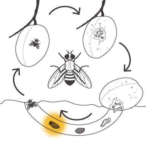 The Fruit Fly Life Cycle National Fruit Fly Council