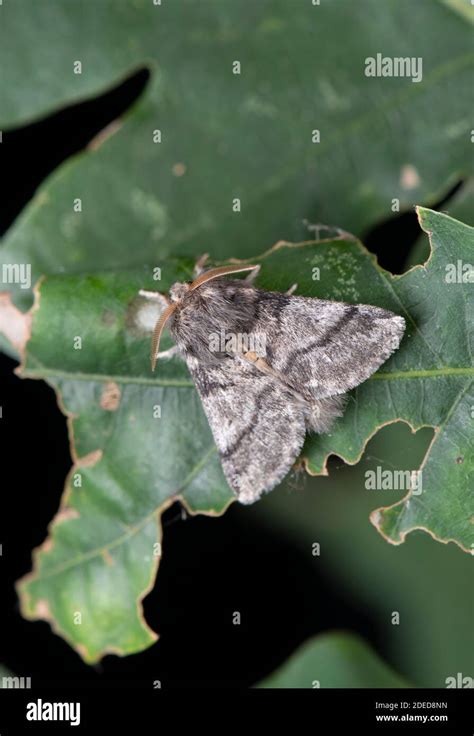 Oak Processionary Moth Hi Res Stock Photography And Images Alamy