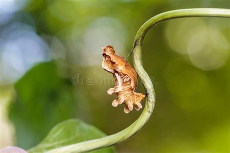 Borboleta Cor De Rosa Da Terra Comum Casulo Foto De Stock Imagem