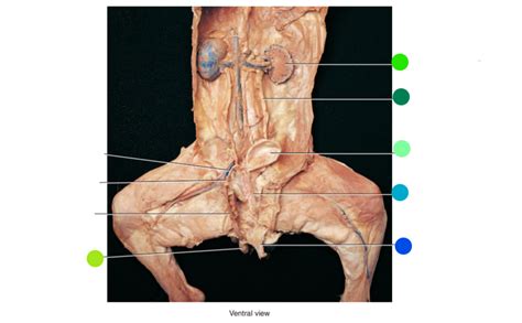 Male Cat Abdominal And Pelvic Cavities Organs Diagram Quizlet