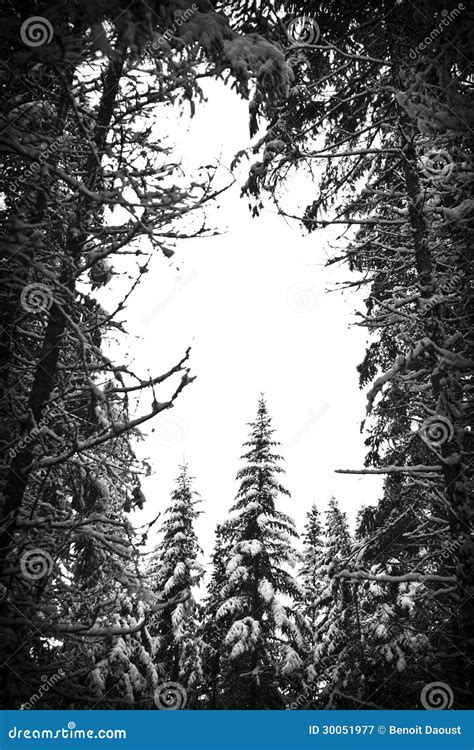 Snowy forest stock image. Image of cold, forest, beautiful - 30051977