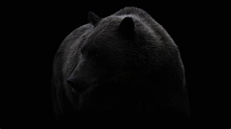 Bears 4k Wallpapers Wallpaper Cave