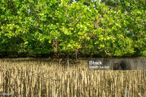 Hutan Mangrove Pohon Bakau Dan Akar Nafas Pohon Mangrove Foto Stok - Unduh Gambar Sekarang - iStock