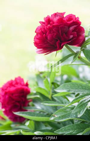 Peony Paeonia Lactiflora Karl Rosenfield Stock Photo Alamy