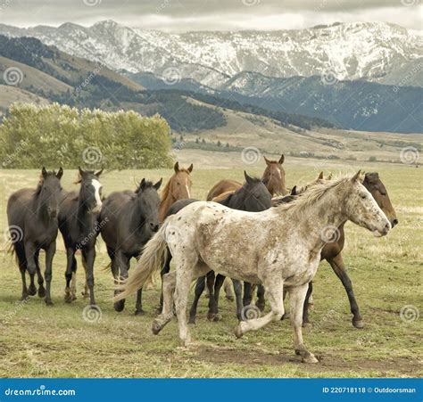 Wild Horses On Montana Range Stock Photo Image Of Horses Montana