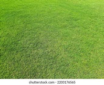 4k Grass Texture Background Design Wallpaper Stock Illustration ...