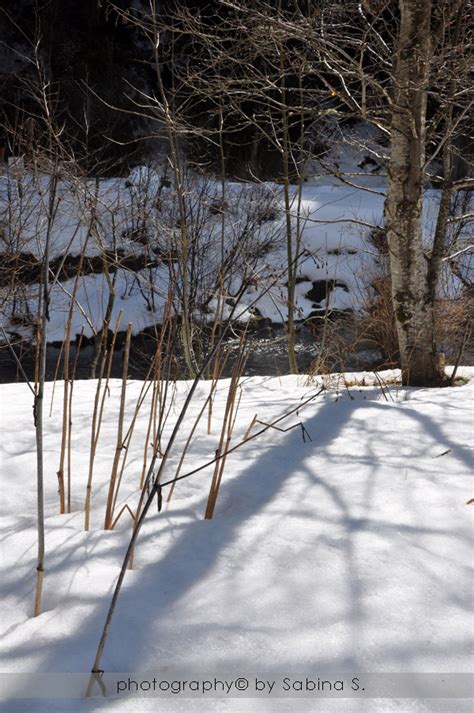 MARGHERITE FARFALLE E SOGNI By Sabina Sala Ancora Tanta Neve E