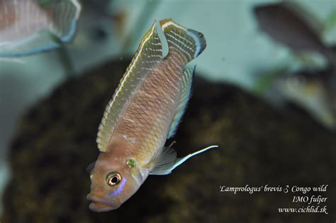 Tanganyika cichlids - Cichlid