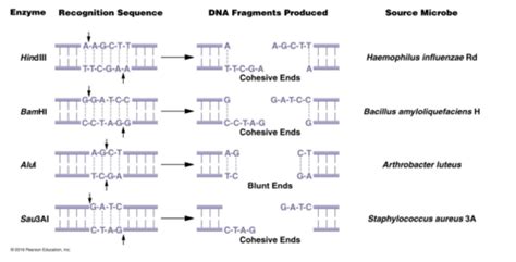 Kap 17 Recombinant Dna Technology Flashcards Quizlet