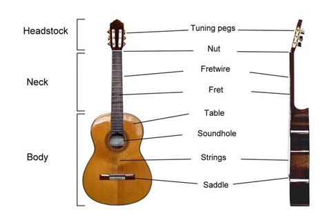 Parts Of An Acoustic Guitar | All You Need To Know +1 Diagram