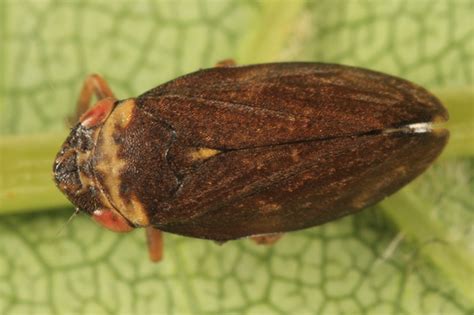 Spittlebug Philaenus Spumarius Bugguide Net