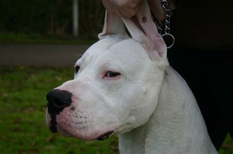 Pictures of Argentine Dogo Breeders - Dog Wallpapers