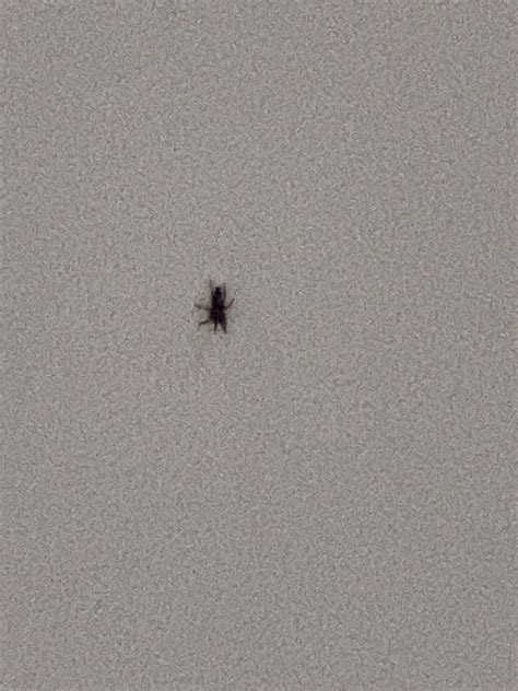 spider in new jersey 7