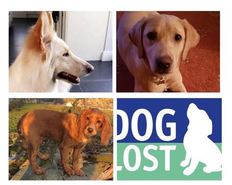 Doglost Appeal Can You Help Find Isla Harper And Rossi The Paw Post