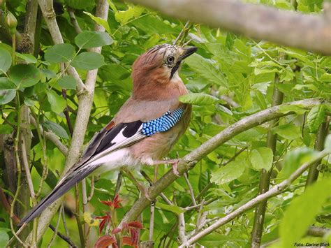 Eurasian Jay Garrulus Glandarius Gaai Eichelhäher Geai D Flickr