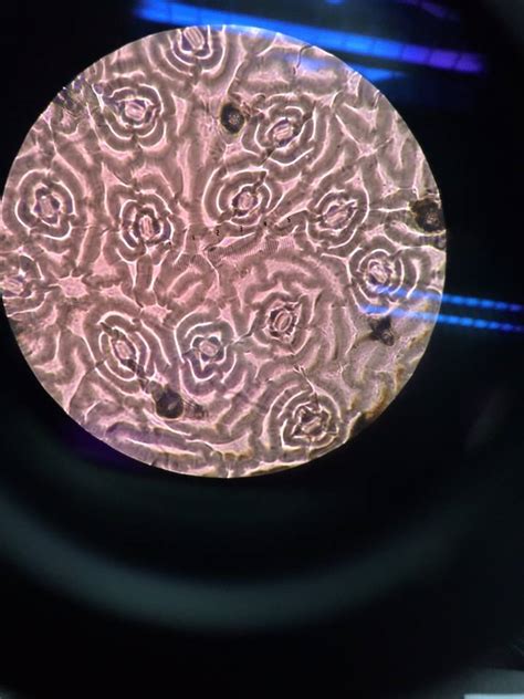 GreatBiology: Stomata Under Microscope