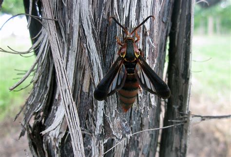 Grape Root Borer Adult Female Entomology Today