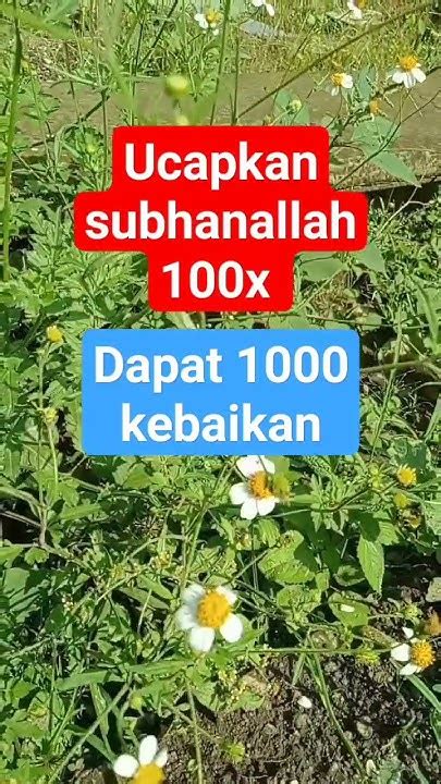 Subhanallah 100x Dapat Seribu Kebaikan Doa Dzikir Doamustajab