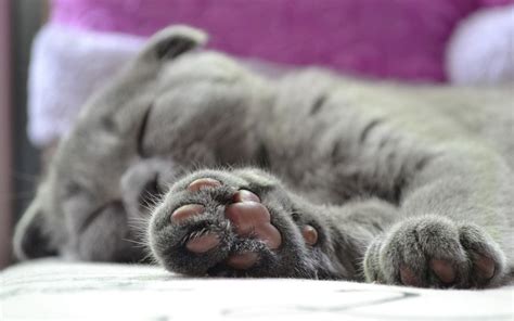 Swollen Paws In Cats Symptoms And Causes Canna Pet®