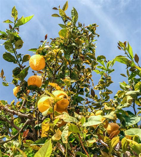 lemon tree leaves are turning yellow 2