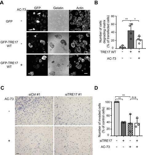 Ubiquitin Specific Protease TRE17 USP6 Promotes Tumor Cell Invasion