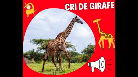 CRI DE GIRAFE BRUIT DE GIRAFE YouTube