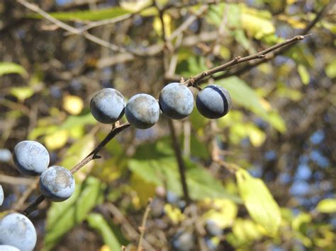 Images Gratuites Arbre La Nature Branche Fruit Baie Feuille