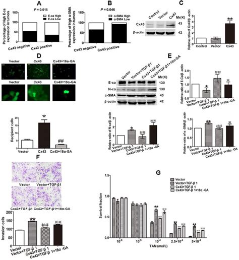 Cx43 Suppresses EMT And Increases TAM Sensitivity In T47D TS Cells In A