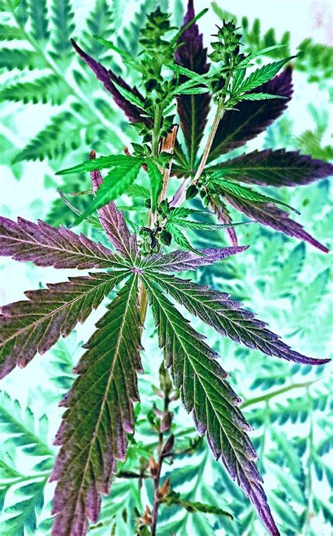 Cannabis Leaves Digital Art by Loraine Yaffe - Fine Art America