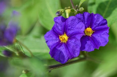 Premium Photo | Purple tropical flowers on the island of cyprus 1