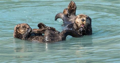 From Seward: Half-Day Resurrection Bay Wildlife Cruise Tour | GetYourGuide | Kenai, Kenai fjords ...