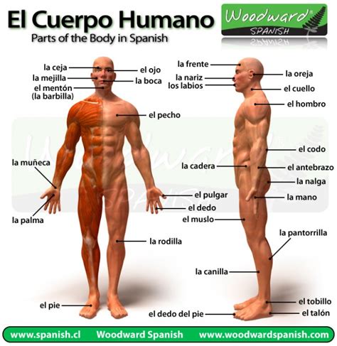 Partes Del Cuerpo En Espanol