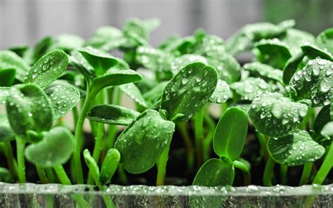 Sprouts Vs Microgreens What S The Difference And Which One Is Best For