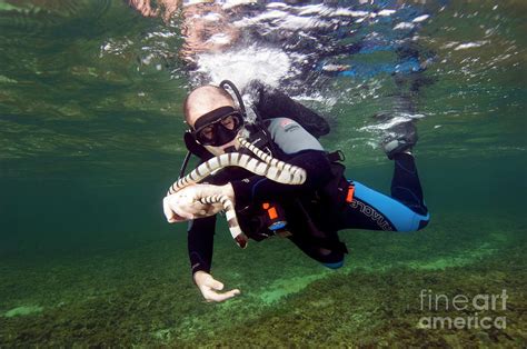 Live Specimen Collection Photograph By Scubazooscience Photo Library