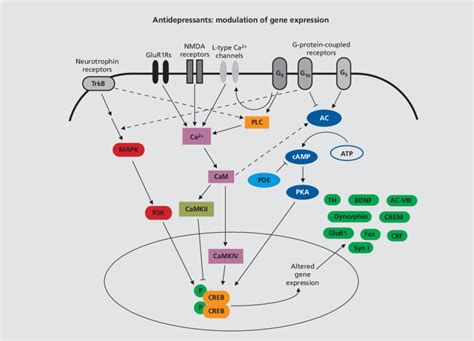 Major Signaling Cascades Involved In The Activation Of The