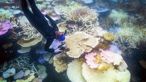 The Great Barrier Reef is seeing unprecedented coral bleaching